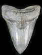 Lower Megalodon Tooth - Morgan River #24388-1